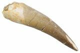 Fossil Plesiosaur (Zarafasaura) Tooth - Morocco #370255-1